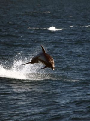 Bay Of Islands Dolphin Jumping
